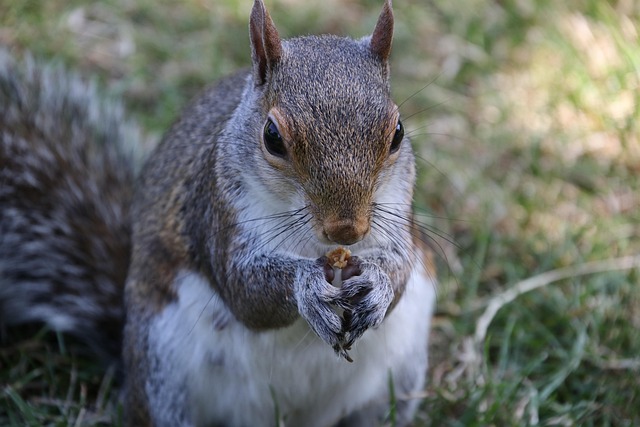 Dome-covered feeder deterring grey squirrel