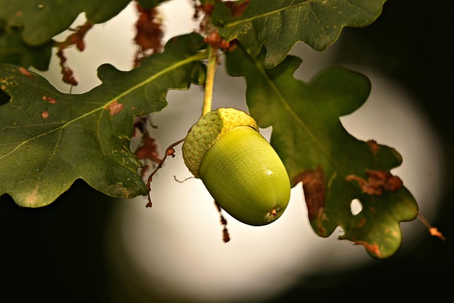 Dried fruit and seeds in ground feeder