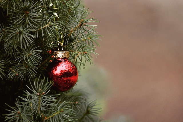 Fat balls hanging from tree branch