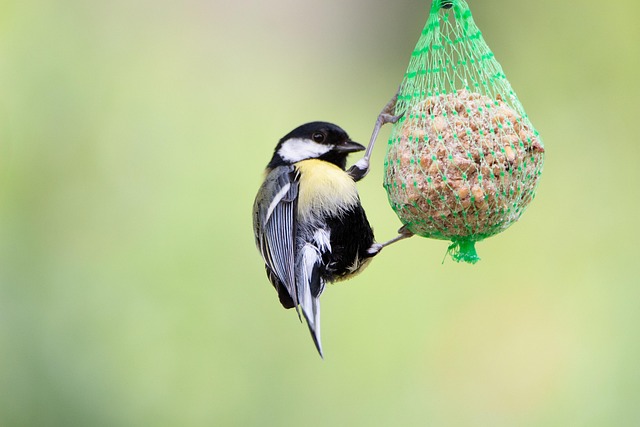 Fat balls hanging on garden feeder
