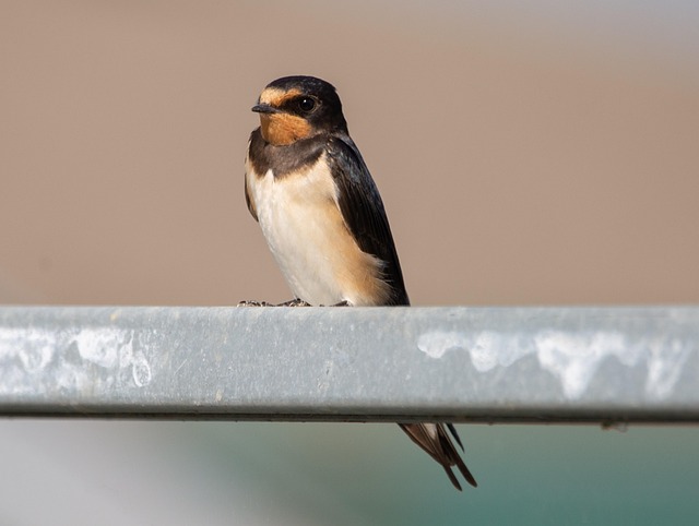 Fat pellets placed on bird table