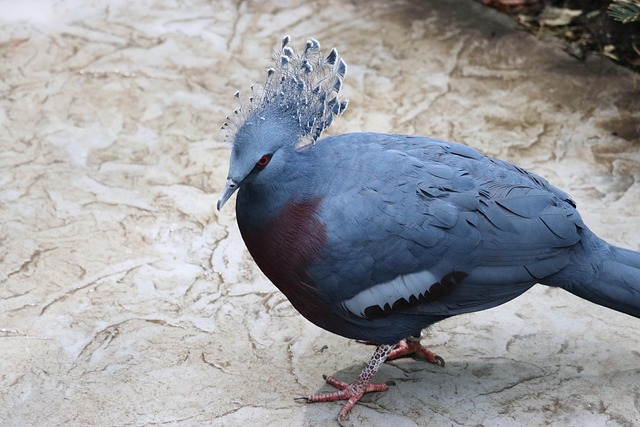 feeder-design-deterring-pigeons-effectiv-640x480-51304774.jpeg