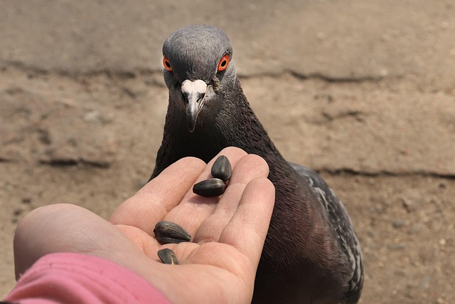 Feeding area with pigeon-proof features