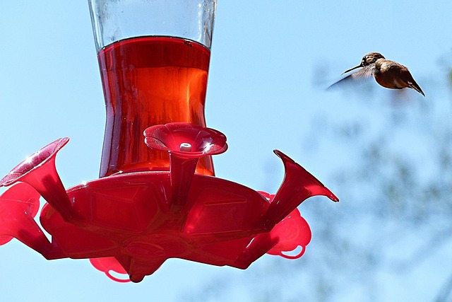 Feeding station with small bird silhouettes