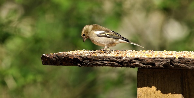 Affordable Small Bird Feeding Stations for UK Gardens Online