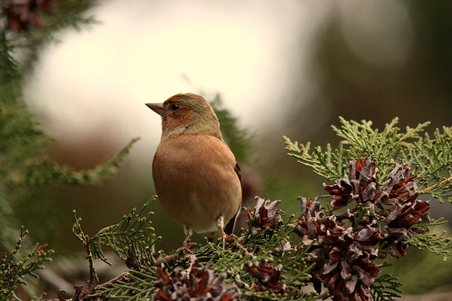 Finch perched beside berry-flavoured suet