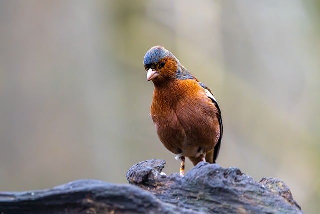 Finch perched beside berry-flavoured suet