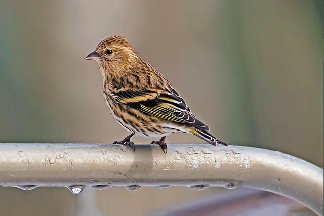 Finch perched beside berry-flavoured suet