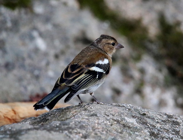 Finch perched beside berry-flavoured suet