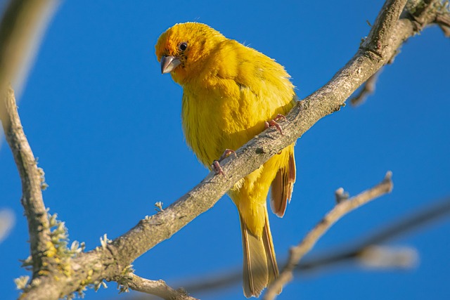 Finch perched beside berry-flavoured suet