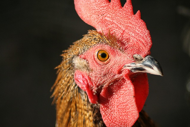 Free UK delivery banner on bird food