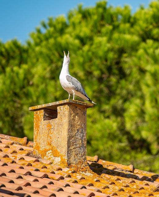 Elevate Your Garden: Freestanding Bird Feeder Guide