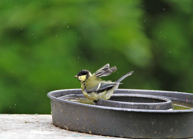 frosty-bird-bath-visited-by-small-finch-640x480-72157368.jpeg
