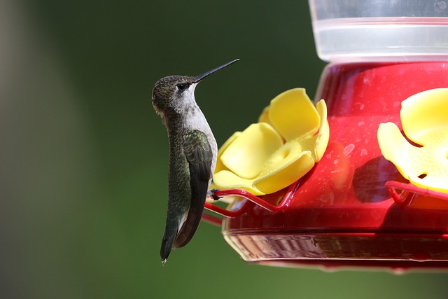 Garden bird perched on caged feeder