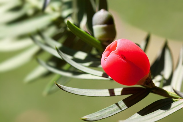 Garden birds at squirrel-resistant seed tube