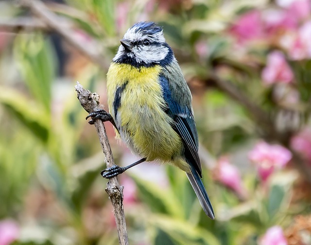 Garden birds enjoying suet pellets