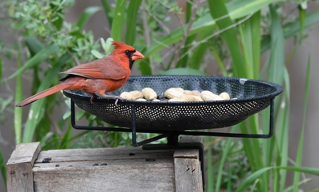 Garden birds feeding on chopped apple