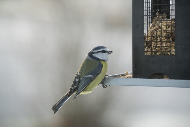 Garden birds feeding on seed tray