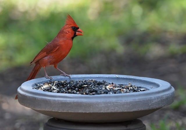 Garden birds feeding on seed tray
