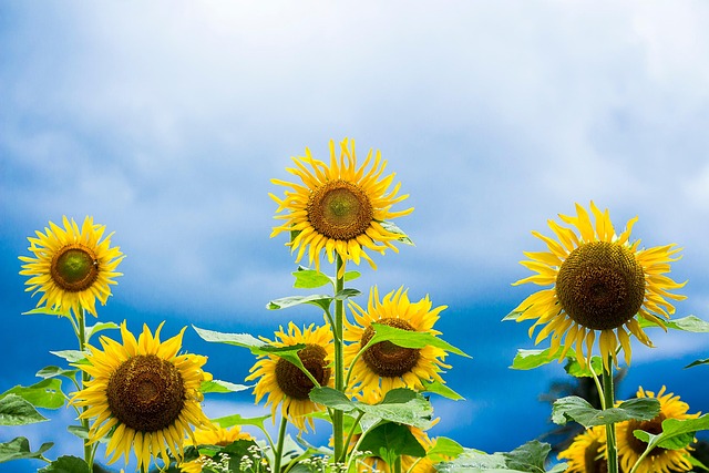 garden-feeding-station-filled-with-sunfl-640x480-3911913.jpeg