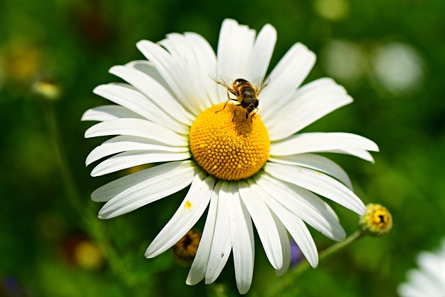 garden-feeding-station-filled-with-sunfl-640x480-5322760.jpeg