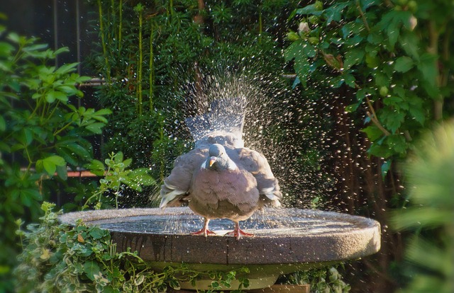 Garden robin perching on shallow bird bath