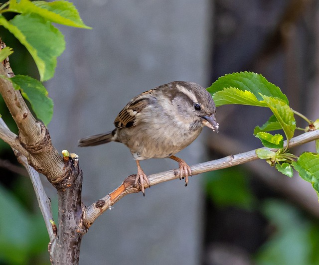 Garden sparrows eating from roofed dish