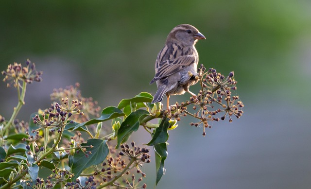 Garden sparrows eating from roofed dish