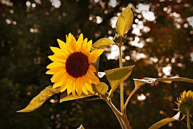 Garden table scattered with sunflower hearts
