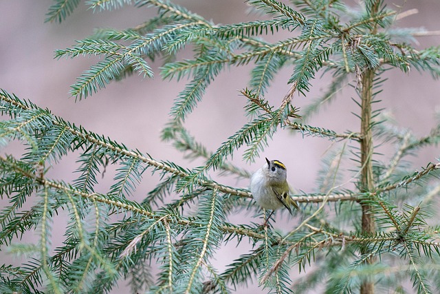 goldcrest-near-dish-of-crushed-peanuts-640x480-87212725.jpeg