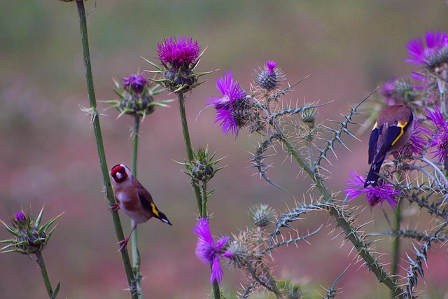 Goldfinch flock among thistle plants
