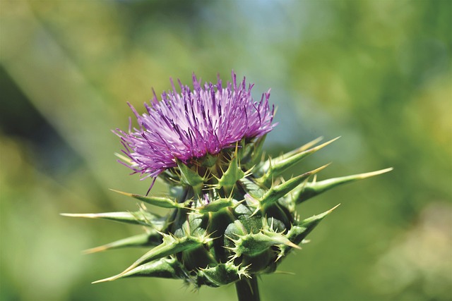 Goldfinch flock among thistle plants