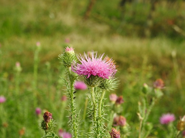Goldfinch flock among thistle plants