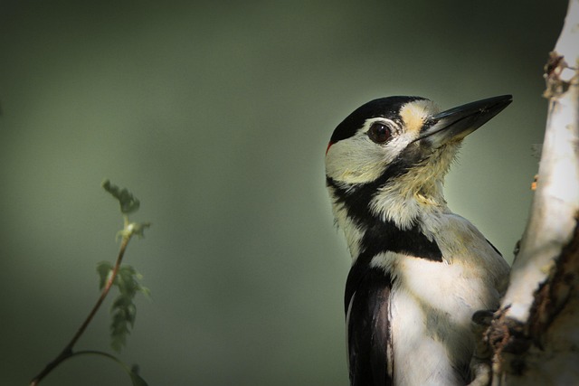 Great spotted woodpecker on tree trunk
