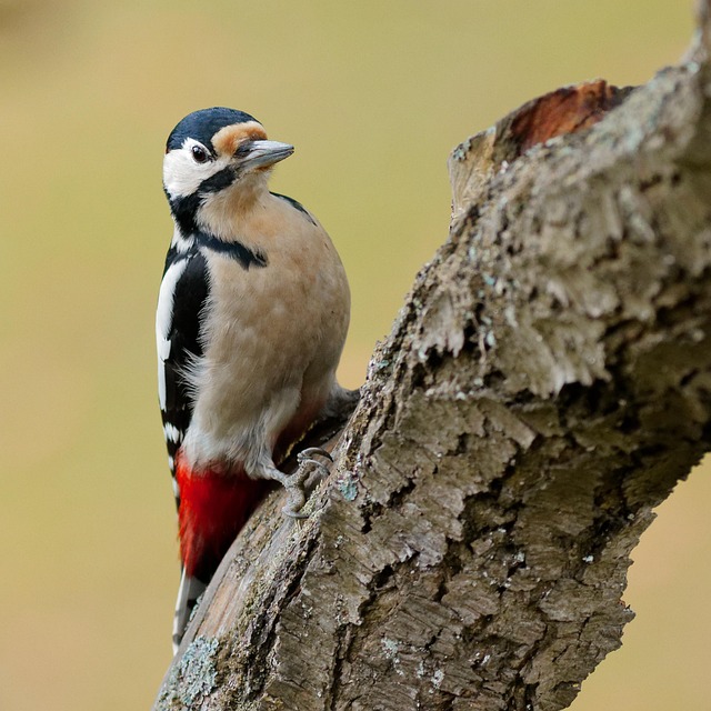 Great spotted woodpecker on tree trunk