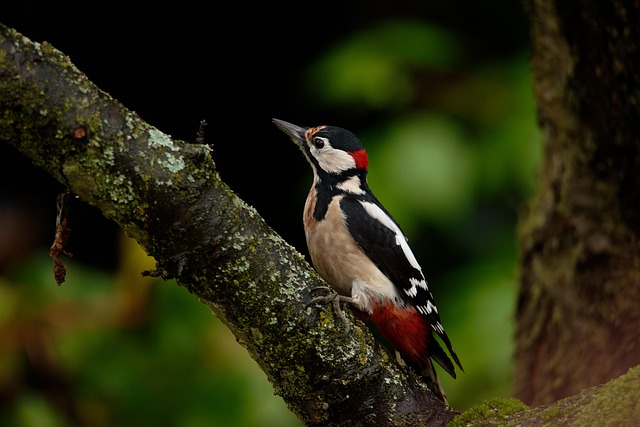 great-spotted-woodpecker-on-tree-trunk-640x480-60017128.jpeg