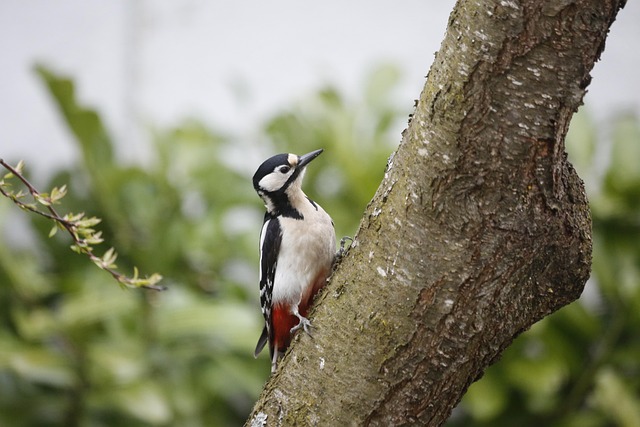 Great spotted woodpecker on tree trunk