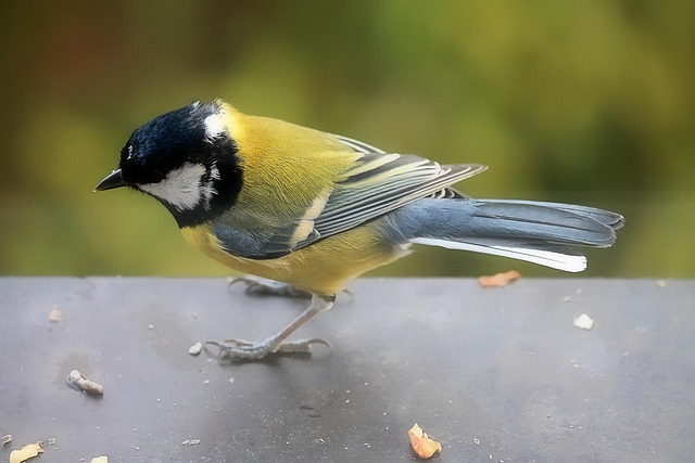 great-tit-cracking-open-peanut-shell-640x480-28417745.jpeg