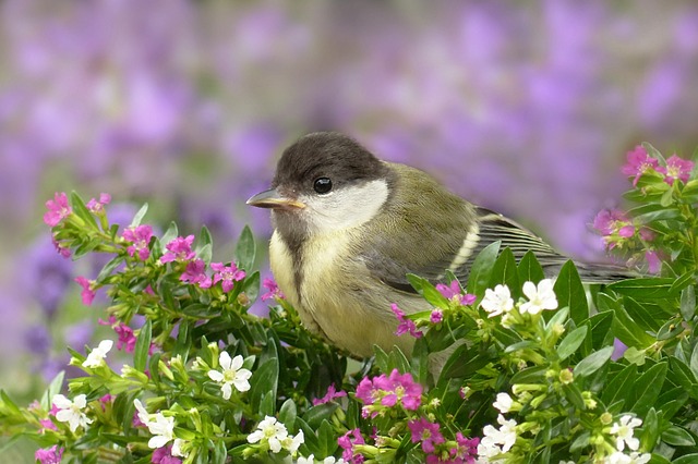 Great tit cracking open peanut shell