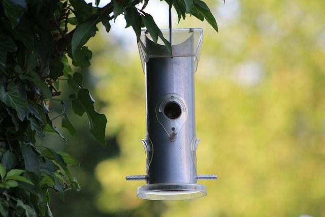 Attract & Feed Finches: Best Seed Mixes for Balanced Diet
