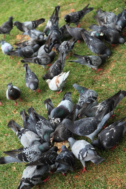 Group of finches feeding on nyjer seed