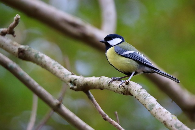 Feeding Garden Birds: Top UK Choices for Optimal Nutrition