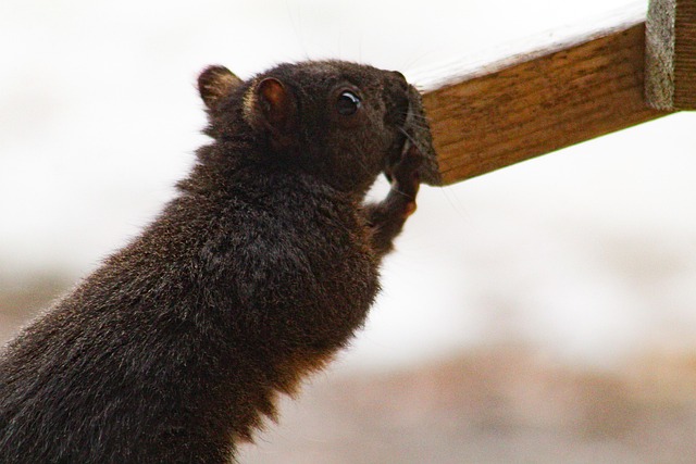 Hanging squirrel-proof peanut feeder outdoors