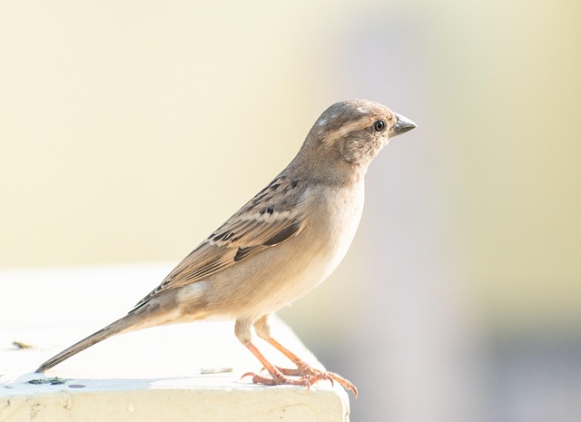 house-sparrow-hopping-on-garden-path-640x480-35426519.jpeg