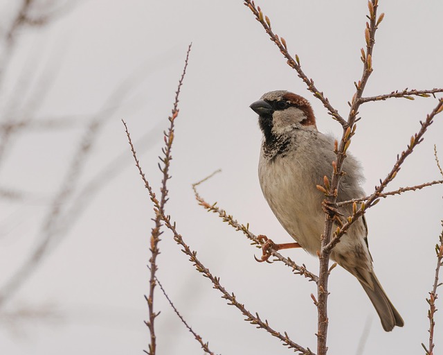house-sparrow-hopping-on-garden-path-640x480-60948674.jpeg