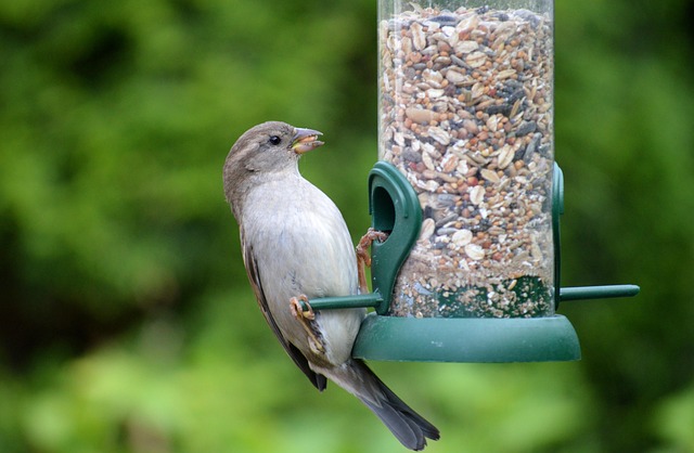 House sparrows gathered near bird bath