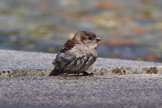 house-sparrows-gathered-near-bird-bath-640x480-45107487.jpeg