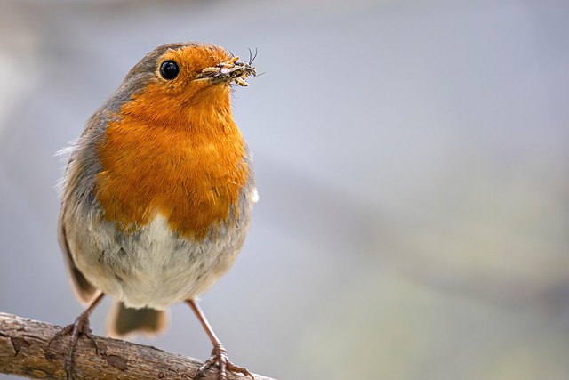 Insect-rich seed mix for UK robins