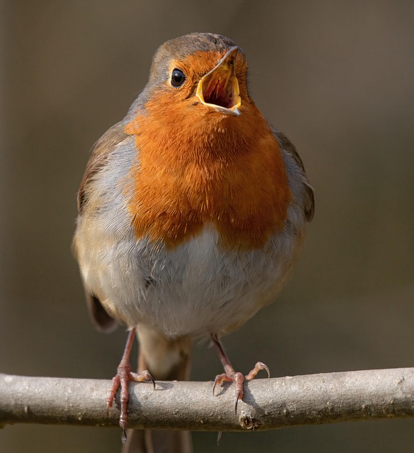 Juvenile robin with speckled chest feathers