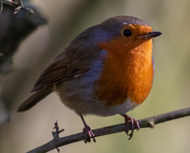 juvenile-robin-with-speckled-chest-feath-640x480-97548848.jpeg